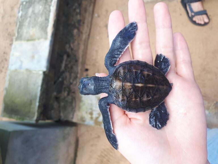 Babyschildkröte, Schildkrötenfarm, Galle, Sri Lanka