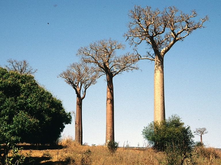 Baobab-trees