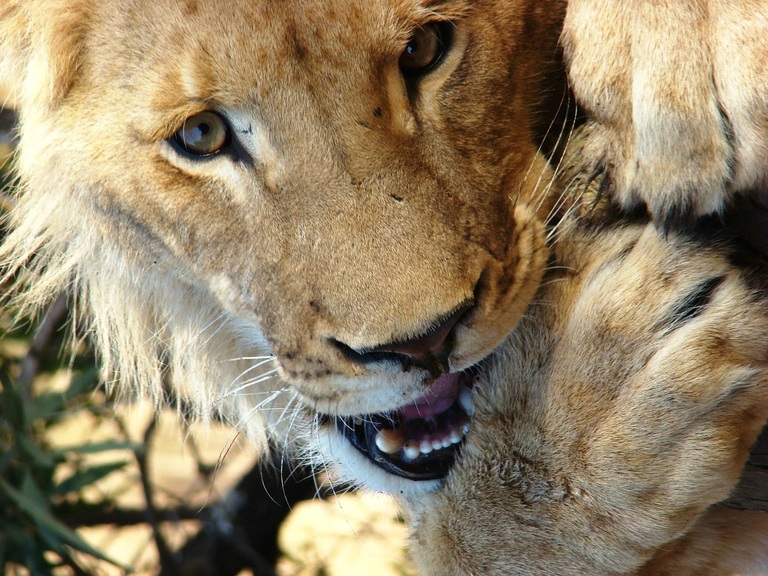 König der Tiere in Südafrika Löwe, Backreisen