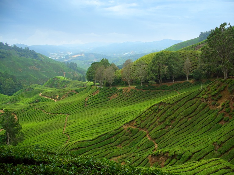 Teeplantangen in den Cameron Highlands Teeplantage, Cameron Highlands, Rundreise Thailand, Rundreise Malaysia, Rundreise Singaur
