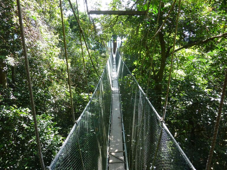 Hoch oben geht es beim Canopy Walk auf Brücken durch den Taman Negara Nationalpark. Djoser Malaysia Taman Negara Canopy Walk