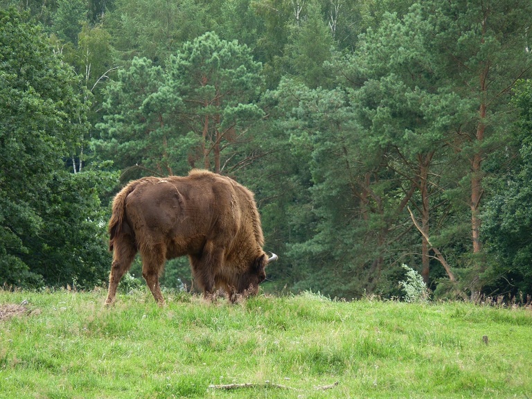 Djoser Polen Bialowieza Nationalpark Wisent, Polen Rundreise 14 Tage