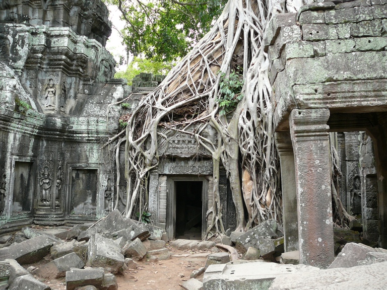 Das Highlight einer jeden Kambodschareise: Angkor Wat. Kambodscha, Angkor, Angkor Wat, Tempelanlage, Wurzeln