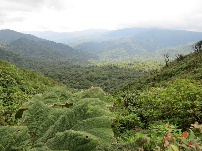 Die scheinbar unendlichen Weiten des Nebelwaldes von Monteverde laden zu ausgedehnten Erkundungstouren ein. Nebelwaldes von Monteverde