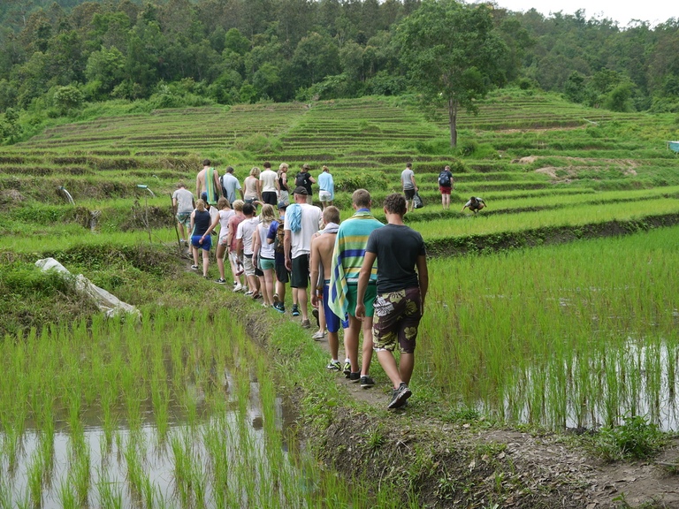 Reisfelder in Chiang Mai Chiang Mai, Reisfelder, Thailand, Rundreise Thailand, Familienreise Thailand