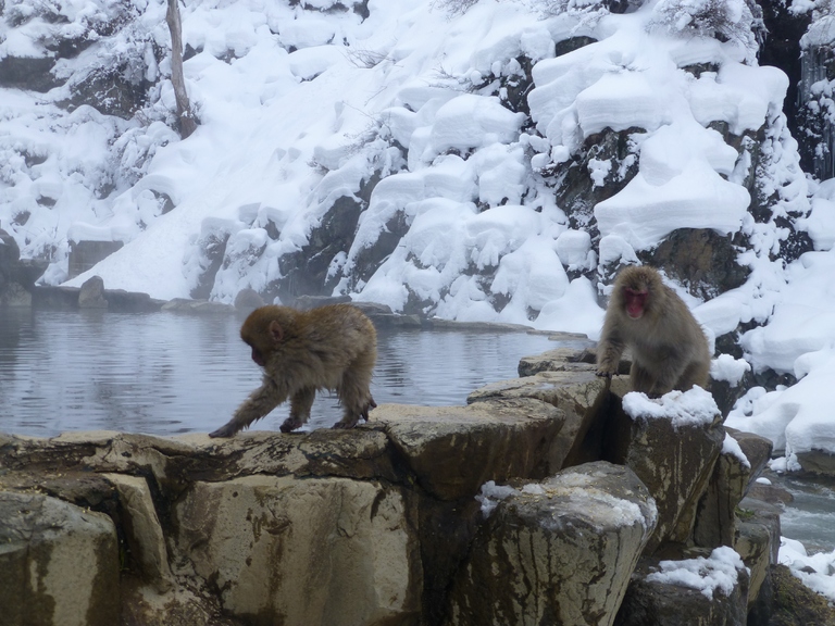 Schneeaffen in Nagano Schneeaffen, Japan, Nagano, Rundreise Japan