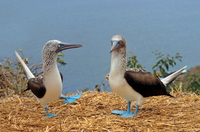 Galapagos; Ecuador; Blaufußtölpel