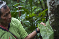EC_guide explanation during jungle trekking amazon rain forest ecuador_NL_FOC