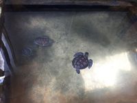 Schildkrötenfarm