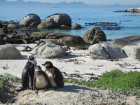 Djoser_Südafrika_Boulders Beach_Pinguine(1)_SST_FOC