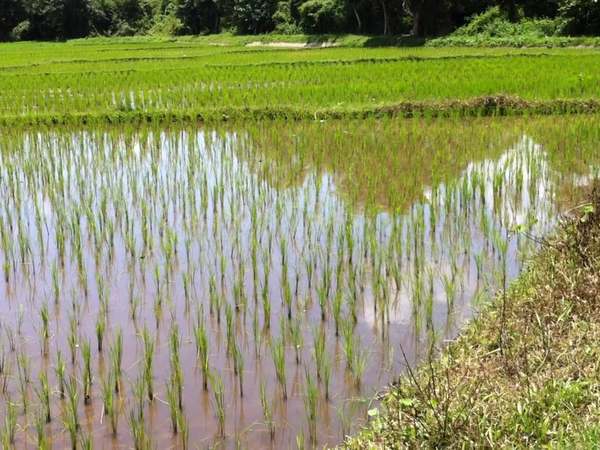 Spaziergang durch Reisfelder im Norden Thailands