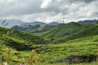 Malaysia Malaiische Halbinsel Cameron Highlands Sommerfrische Teeplantage