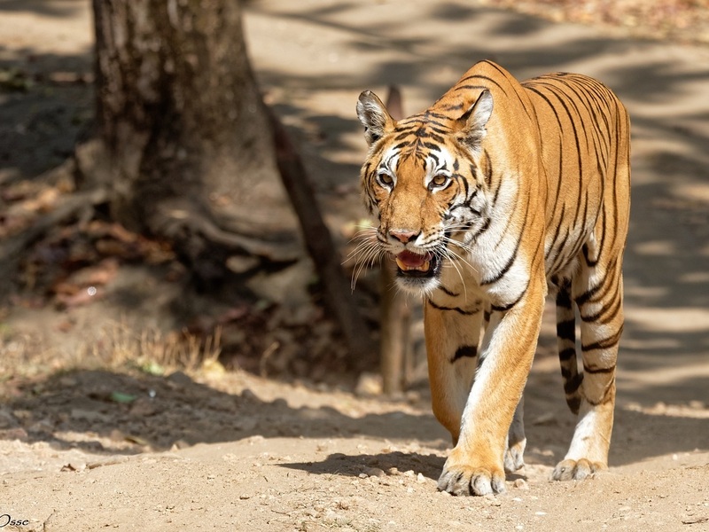 Der Bengalische Tiger: Ihre Majestät durchstreift die indischen Dschungel!