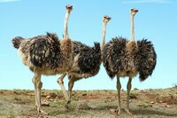 Straß. Südafrika, Natur, Family