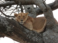 Djoser_Tansania_Serengeti_Löwe_pixabay_foc