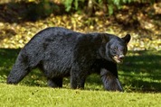 Schwarzbär, Banff, Nationalpark, Campen, Bär
