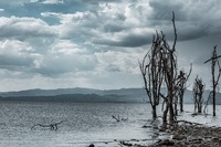 Kenia_Naivasha See