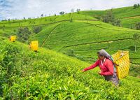 Sri Lanke, Rundreise, Family, Nuwara Eliya