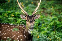 Axishirsche, Sri Lanka, Tiere, Nationalpark