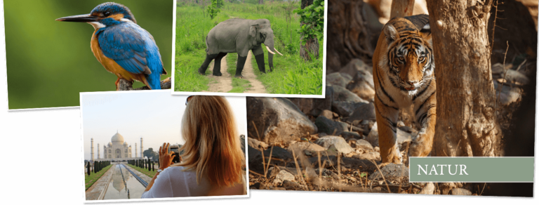 Schauen Sie sich Djosers Indien Safari Rundreise, 18 Tage an