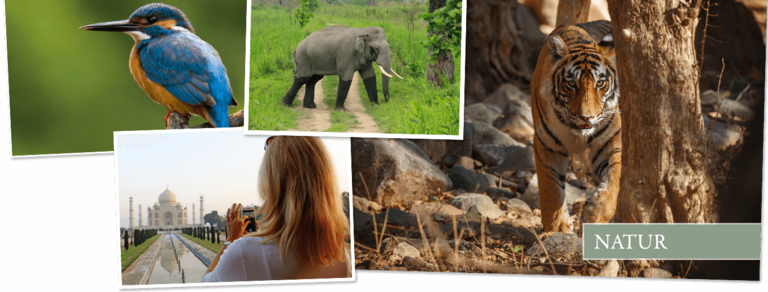 Schauen Sie sich Djosers Safarireise Indien, 18 Tage an