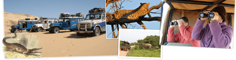 Safari
