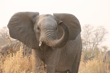 Namibia, Botswana & Sambia mit Kindern, 22 Tage