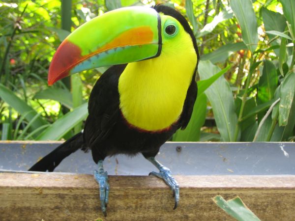 Viele bunte Vogelarten wie unter anderem auch der Tucan warten im Manuel Antonio Nationalpark darauf entdeckt zu werden.