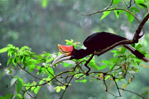 Malaysia Borneo Sabah Kinabalu Nationalpark Nashornvogel Hornbill