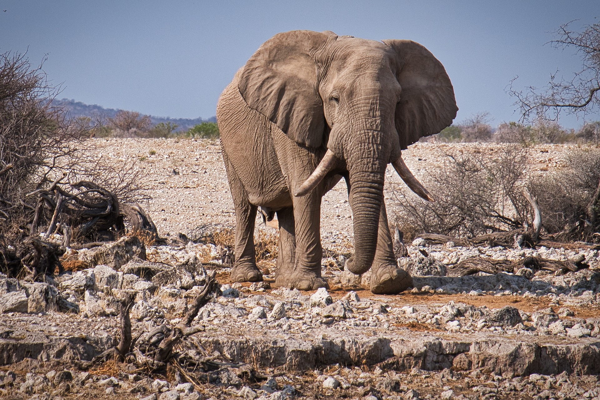 Djoser_Namibia_Etosha NP_Elefant_pixabay_foc