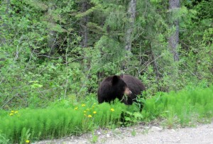 Canada_Schwarzbär_Denise_FOC